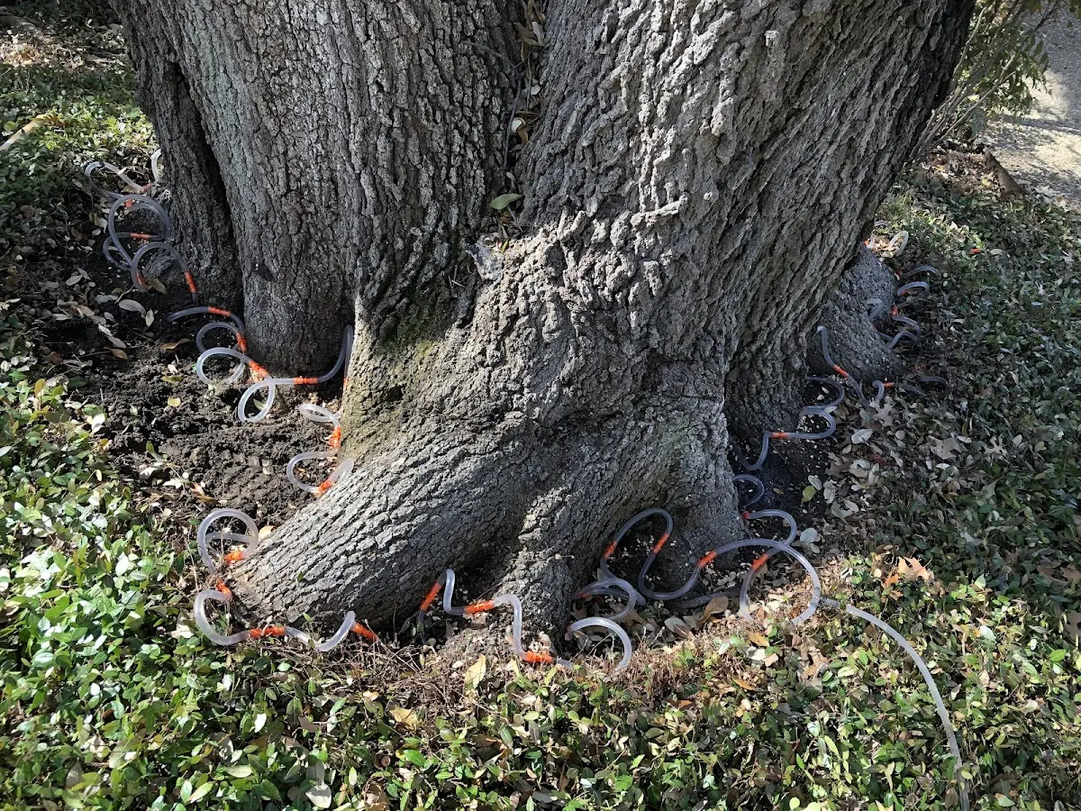 Detailed Tree Cabling and Bracing job site in Rockville